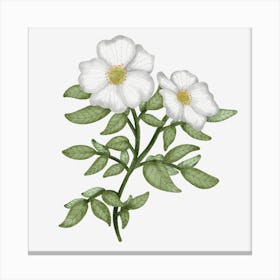 State flower of Georgia Canvas Print