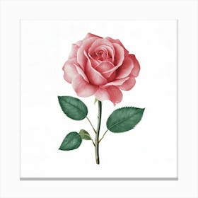 Pink Rose 1 Canvas Print