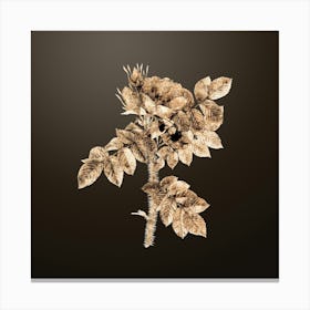 Gold Botanical Kamtschatka Rose on Chocolate Brown n.3829 Canvas Print