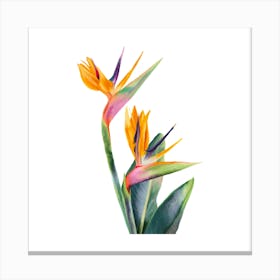 Bird Of Paradise Canvas Print