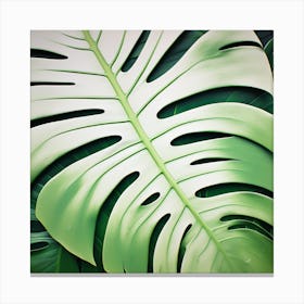 Large Monstera leaf 16 Canvas Print