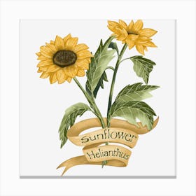 Sunflower botanical art Canvas Print