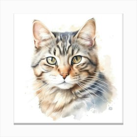 Brazilian Shorthair Longhair Cat Portrait 2 Canvas Print