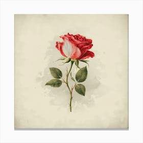 Single Rose 3 Canvas Print