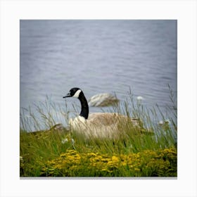 Canadian Geese 25 Canvas Print