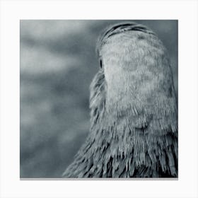 Pigeon Head Canvas Print