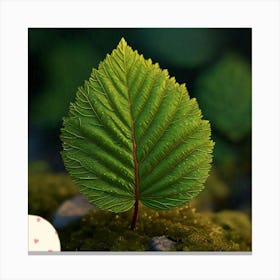 Hornbeam leaf Canvas Print