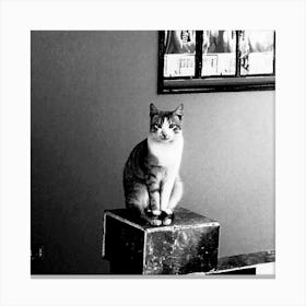 Cat In The Corner Canvas Print