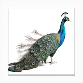 Peacock Canvas Print