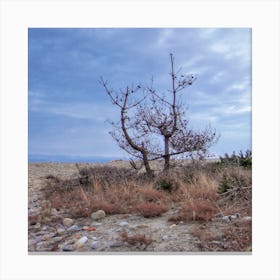  Tree on the  Beach Canvas Print