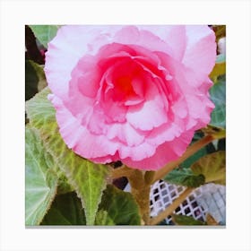 Begonia 20 Canvas Print