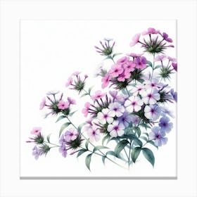 Flowers of Phlox 2 Canvas Print