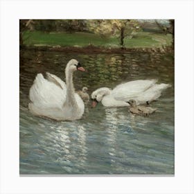 Swan 16 1 Canvas Print