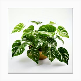 Golden Pothos Plant And White Background(2) Canvas Print