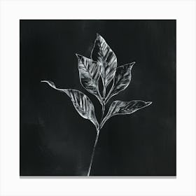 Black And White Leaf Canvas Print