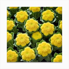 Yellow Cauliflower 1 Canvas Print