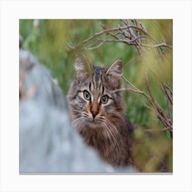 Tabby Cat Canvas Print