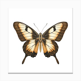 Butterfly 14 Canvas Print