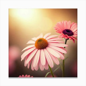 Pink Daisies Canvas Print