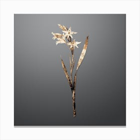 Gold Botanical Gladiolus Cuspidatus on Soft Gray Canvas Print