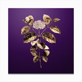 Gold Botanical Common Dogwood on Royal Purple n.0797 Canvas Print