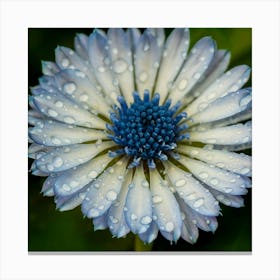 Blue Flower With Raindrops 2 Canvas Print