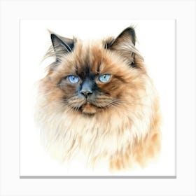 Chocolate Point Himalayan Cat Portrait Canvas Print