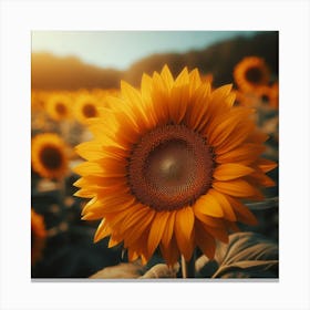 Sunflowers In The Field Canvas Print