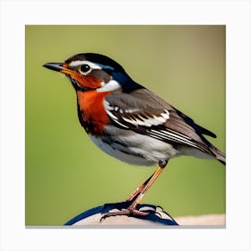 Rufous-Tailed Robin Canvas Print