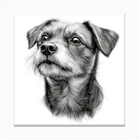 Border Terrier 1 Canvas Print