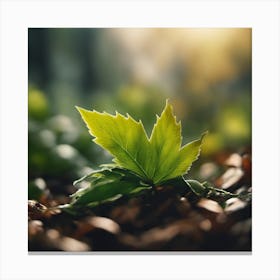 Leaf In The Forest Canvas Print