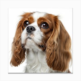 Cavalier King Charles Spaniel Dog Portrait Leinwandbild