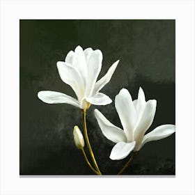 White Magnolia Flowers 1 Canvas Print