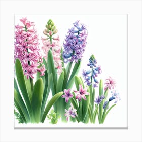 Hyacinths 5 Canvas Print