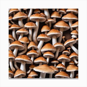 Many Mushrooms In The Forest Canvas Print