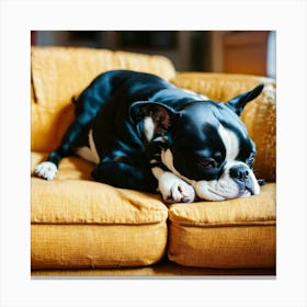 Boston Terrier Sleeping On The Couch Canvas Print