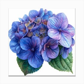 Hydrangea 3 Lienzo