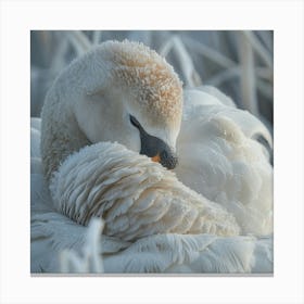 Swan In Frost Canvas Print