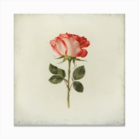 Single Rose Canvas Print