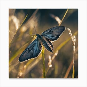 Moth On Grass Canvas Print