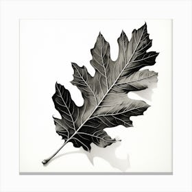 Oak Leaf Canvas Print