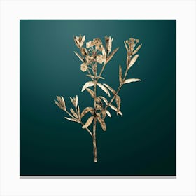 Gold Botanical Bog Laurel Bloom on Dark Teal n.3073 Canvas Print