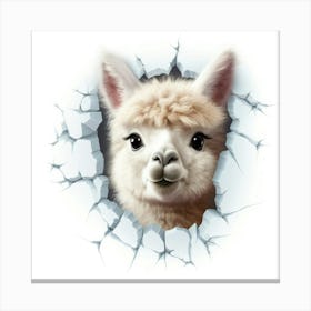 Alpaca Canvas Print