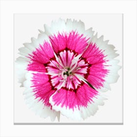 Dianthus Canvas Print