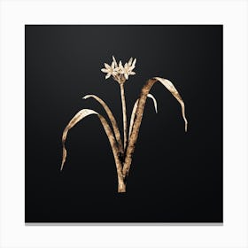 Gold Botanical Small Flowered Pancratium on Wrought Iron Black n.2005 Canvas Print