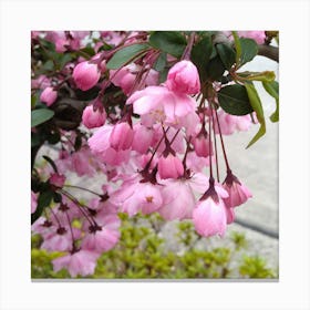 Pink Cherry Blossoms 1 Canvas Print