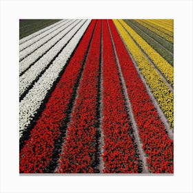 Tulip Fields, Netherlands 1 Canvas Print