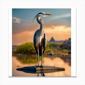 Blue Heron At Sunset Canvas Print