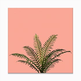 Palm Plant on Pastel Coral Wall Canvas Print