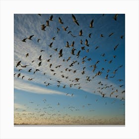 Seagulls In Flight Canvas Print